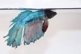 images-4-.jpg images-4-.jpg