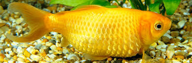 images-5-.jpg images-5-.jpg