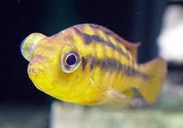 images-6-.jpg images-6-.jpg