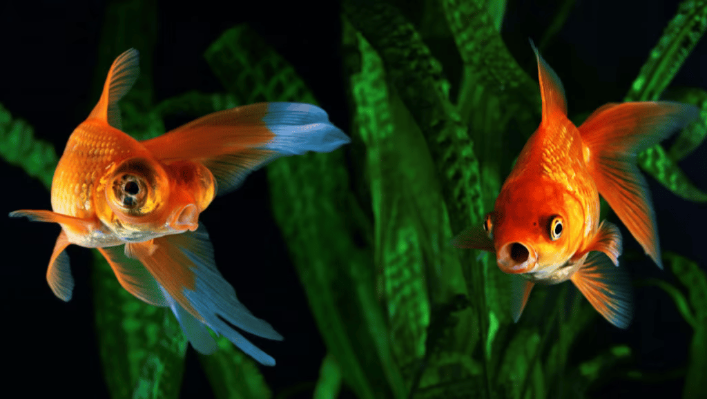 Popeye Disease in Fish: Causes, Treatment, and Prevention